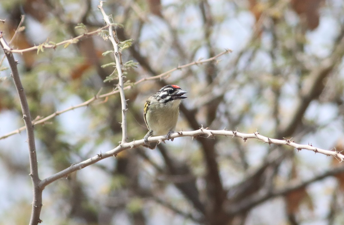 Red-fronted Tinkerbird - ML609909960