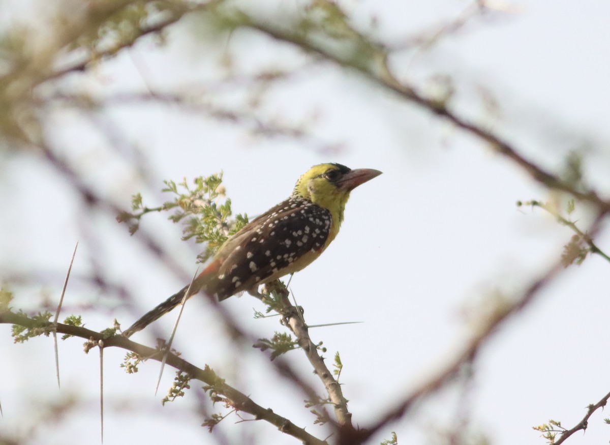 Yellow-breasted Barbet - ML609910066