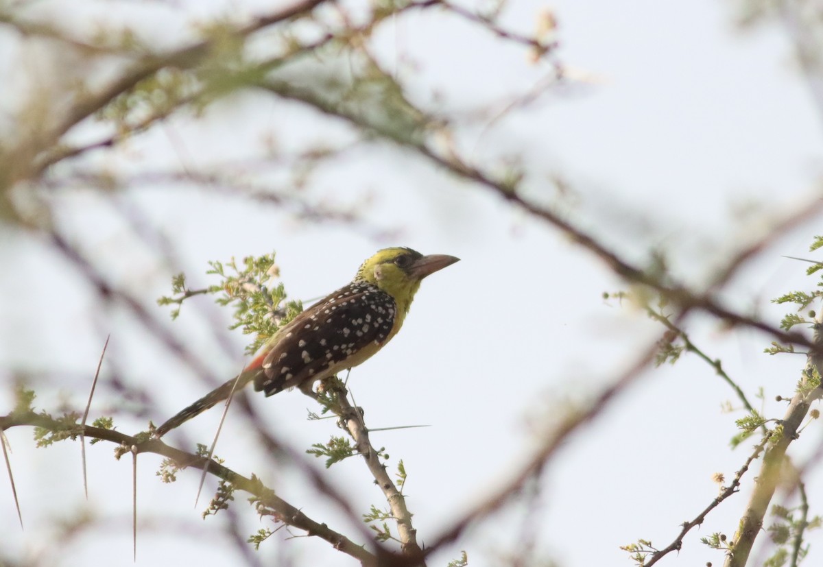 Yellow-breasted Barbet - Thomas Plath
