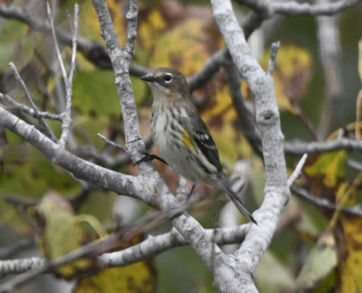 Yellow-rumped Warbler - Zachary Peterson