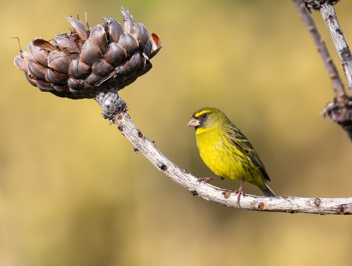 Forest Canary - ML609910363