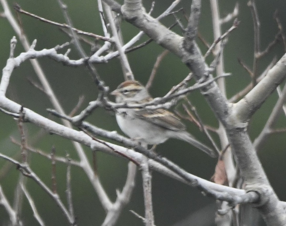 Chipping Sparrow - ML609910484