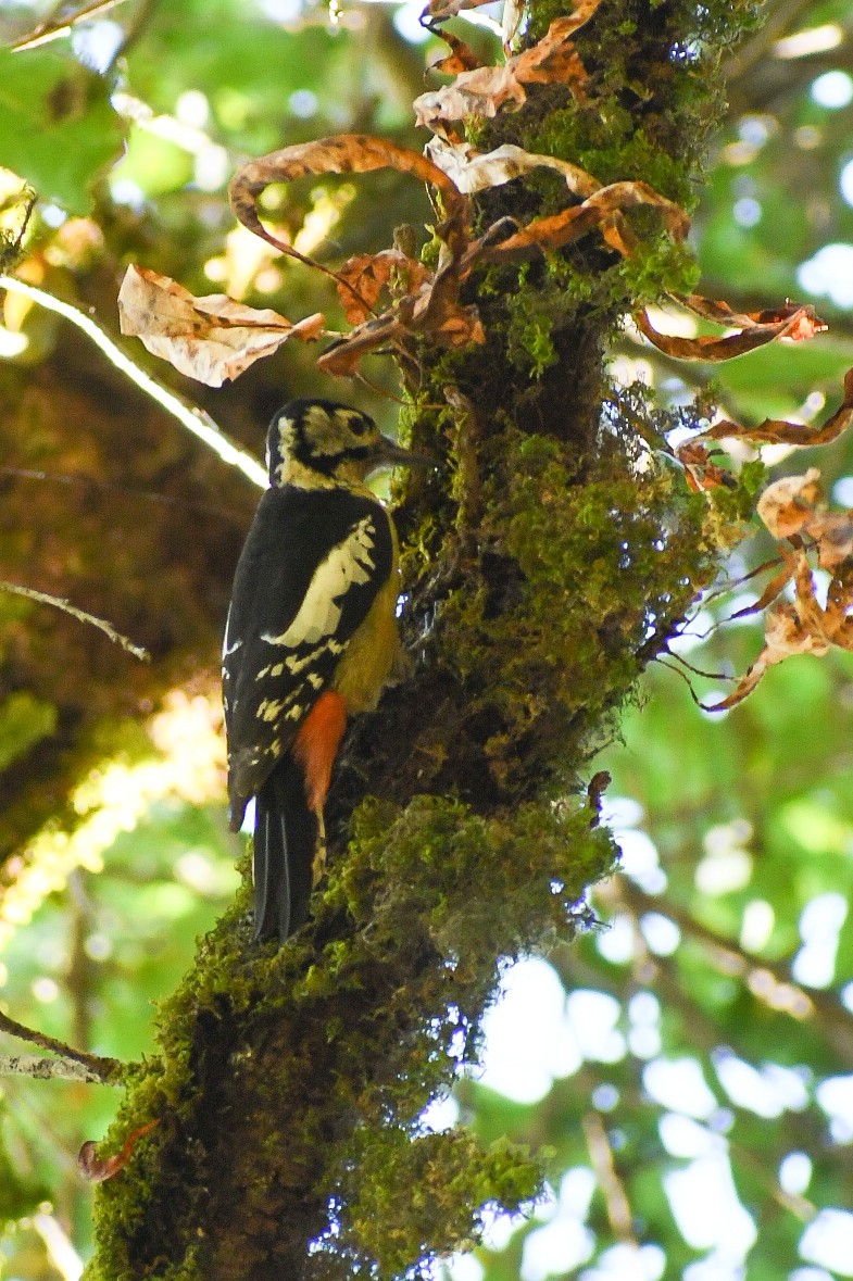 Himalayan Woodpecker - vinodh Kambalathara