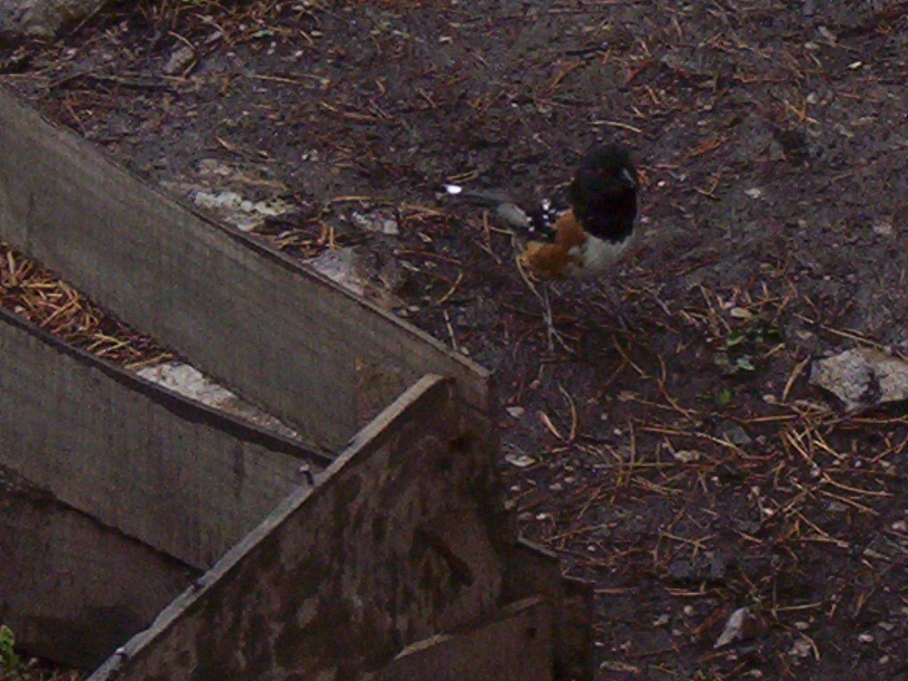 Spotted Towhee - ML609911084