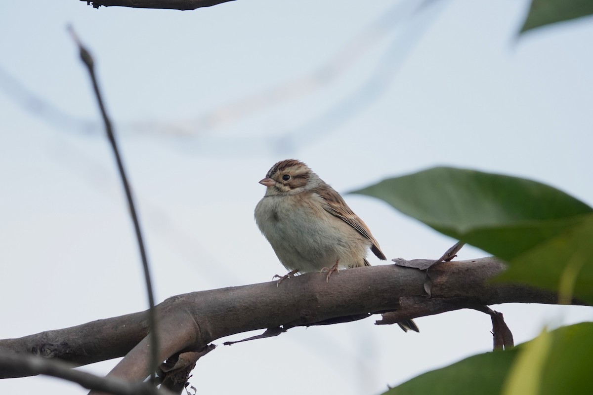 Clay-colored Sparrow - ML609911253