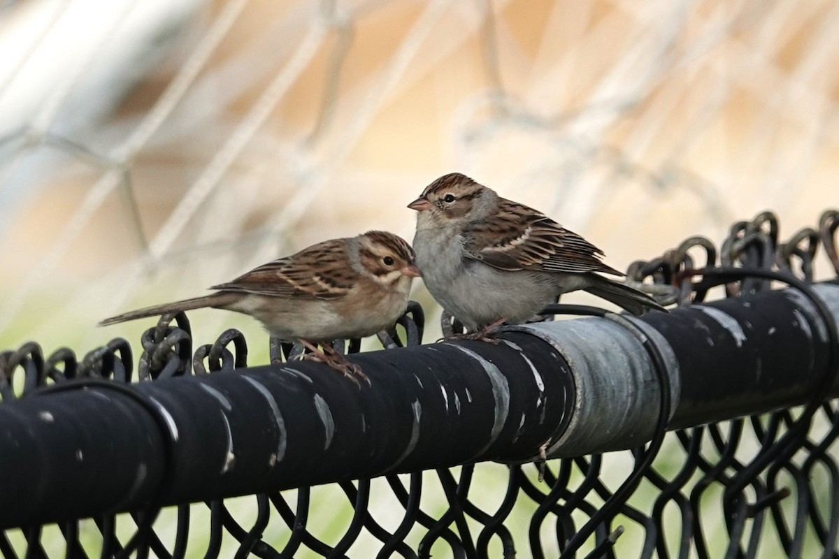 Clay-colored Sparrow - ML609911256
