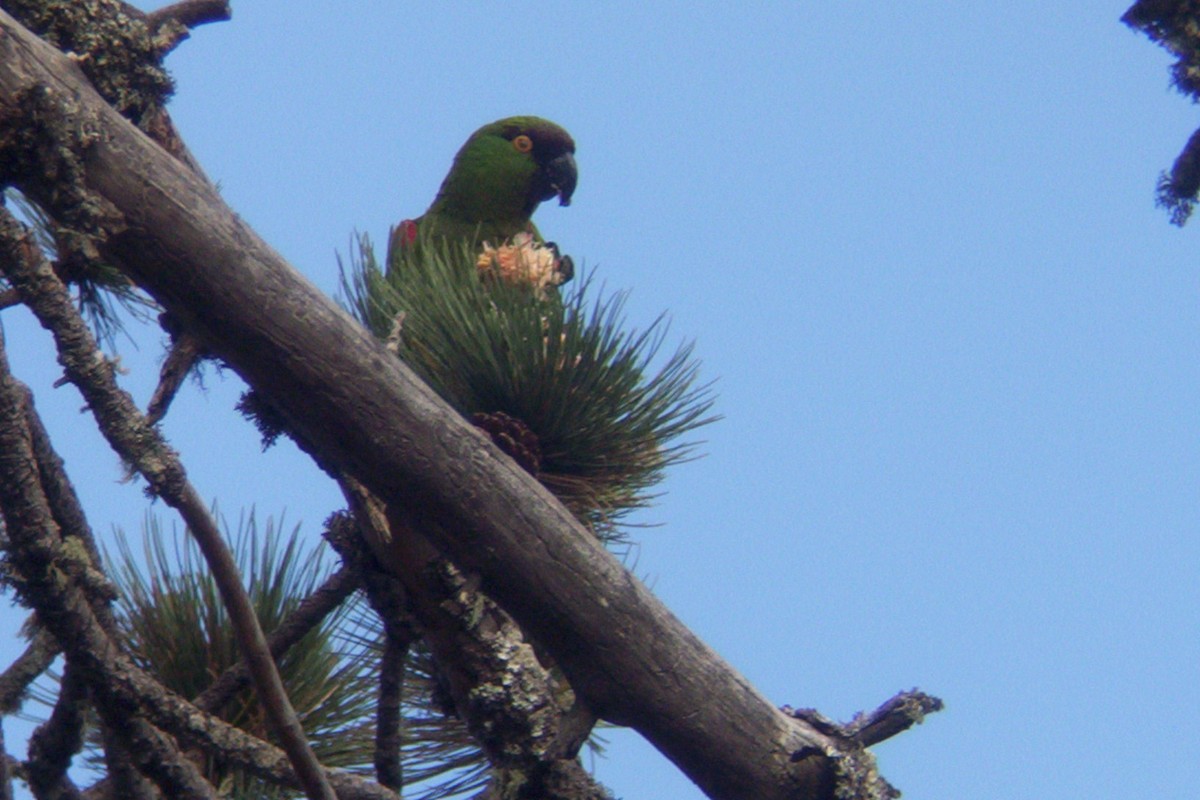 Maroon-fronted Parrot - ML609911393