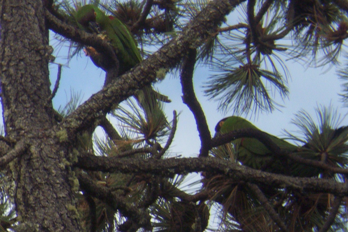 Maroon-fronted Parrot - ML609911395