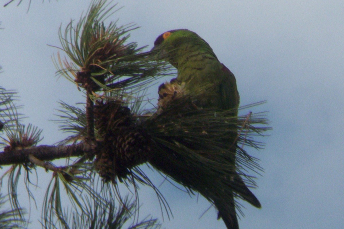 Maroon-fronted Parrot - ML609911396
