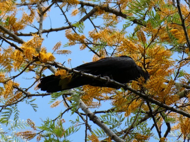 Yellow-tailed Black-Cockatoo - ML609911528