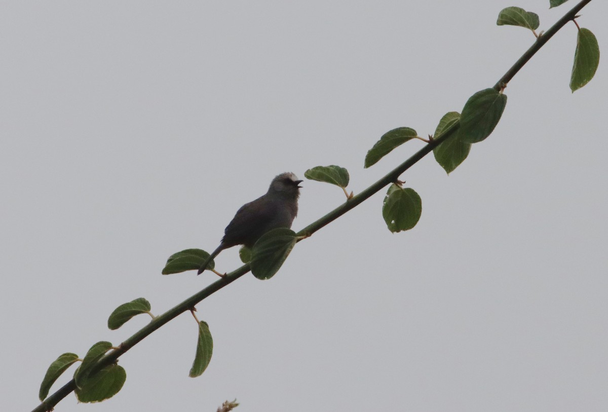 Abyssinian Catbird - ML609911604