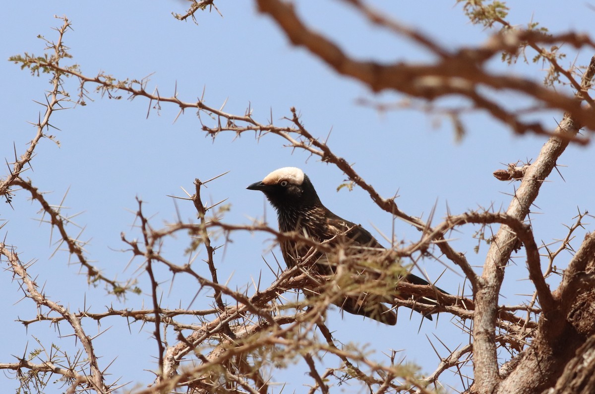 White-crowned Starling - ML609911951