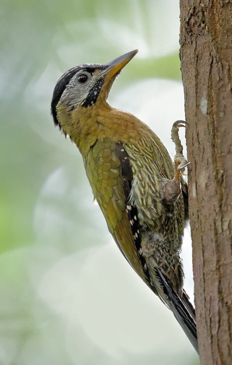 Laced Woodpecker - ML609912705