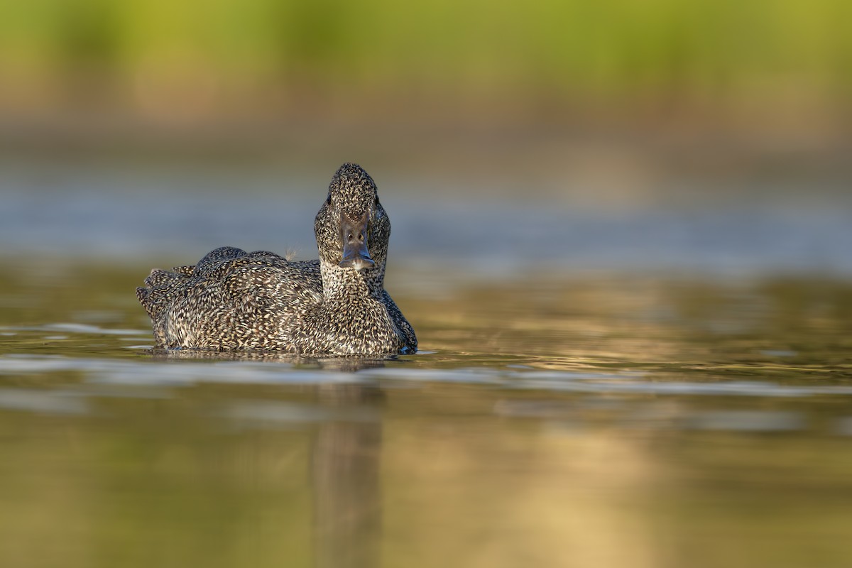 Freckled Duck - ML609912730
