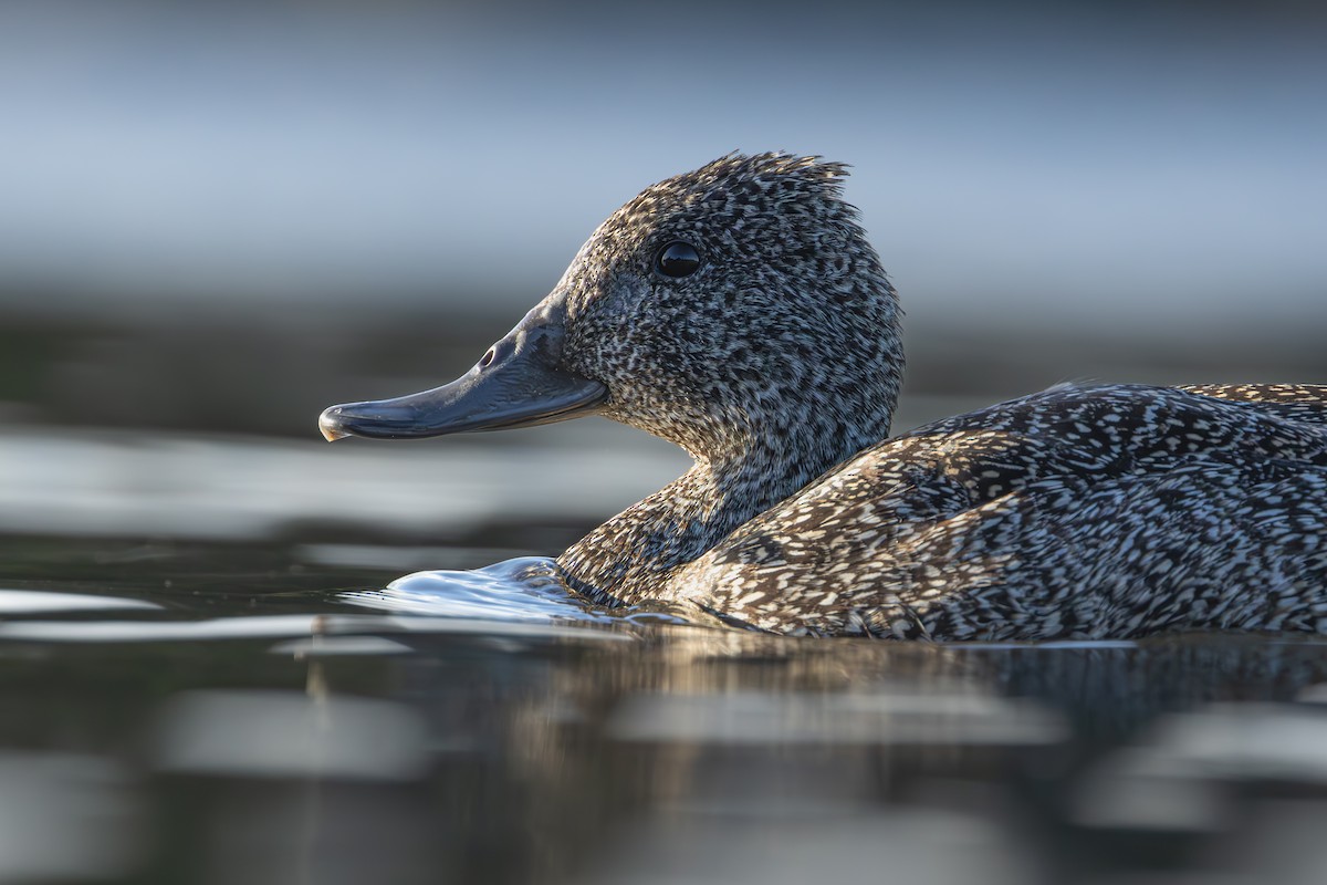 Freckled Duck - ML609912736