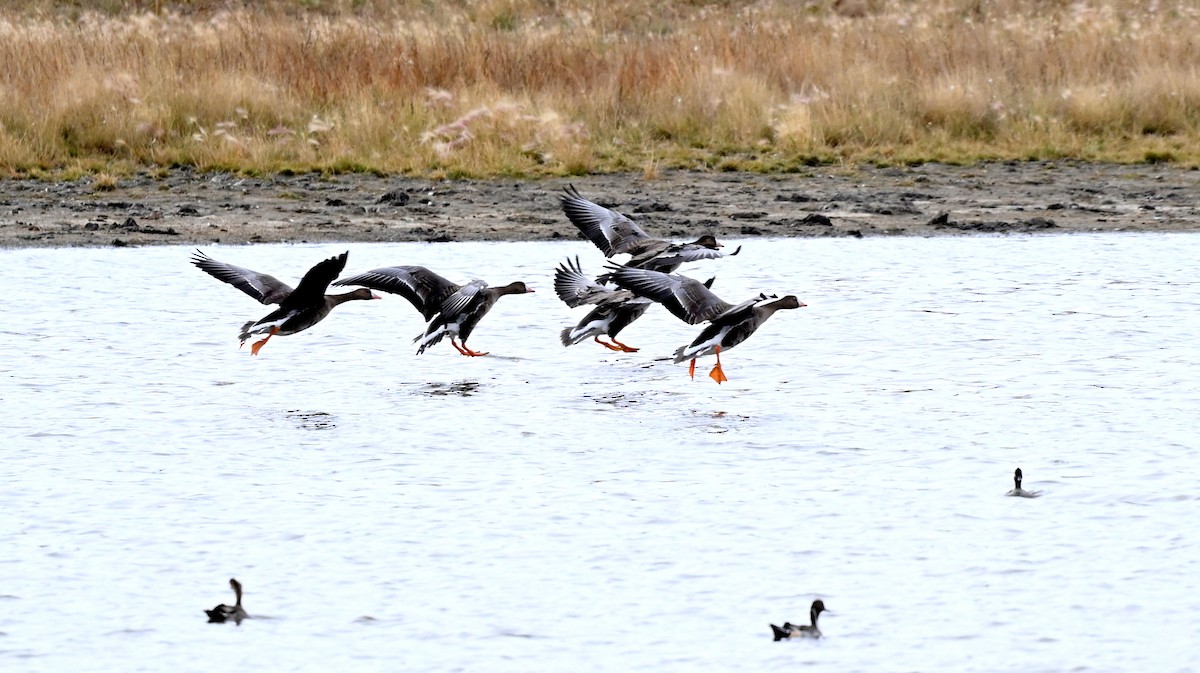 Greater White-fronted Goose - ML609912790