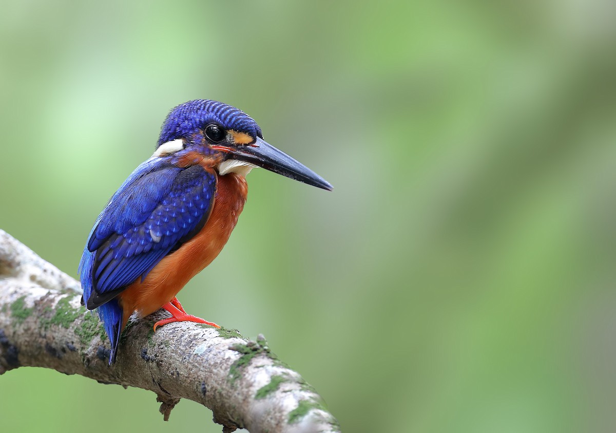 Blue-eared Kingfisher - ML609912836