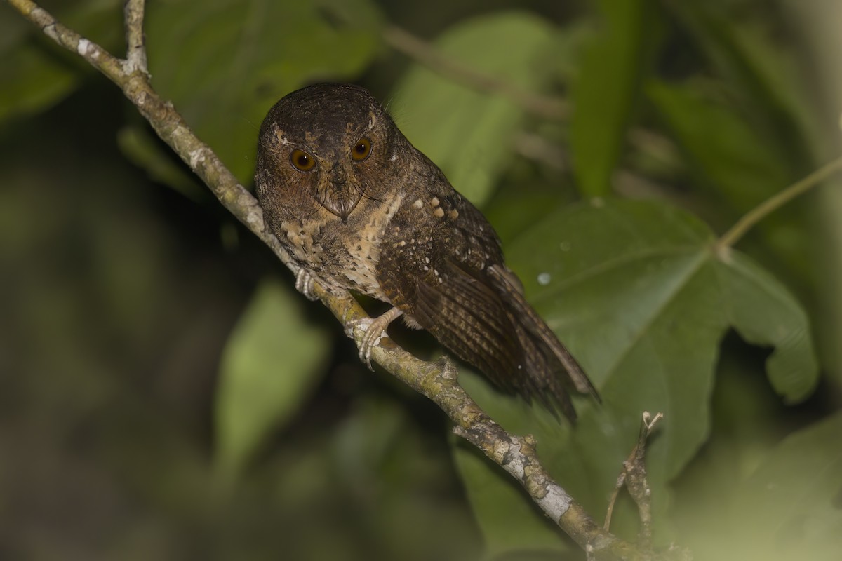 Moluccan Owlet-nightjar - Marco Valentini