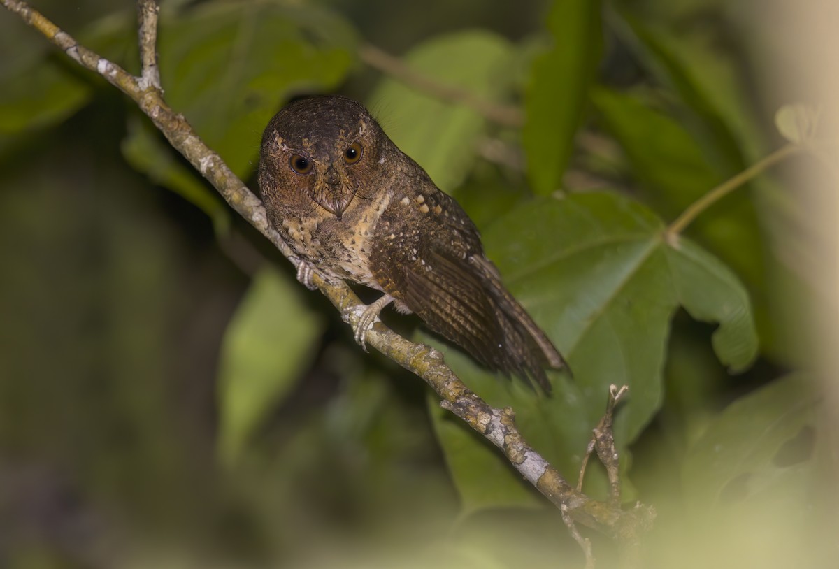 Moluccan Owlet-nightjar - ML609912967