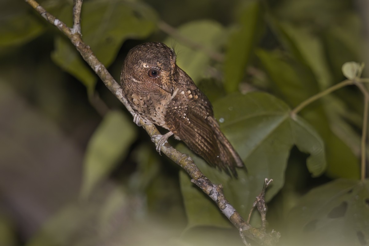 Moluccan Owlet-nightjar - ML609912968