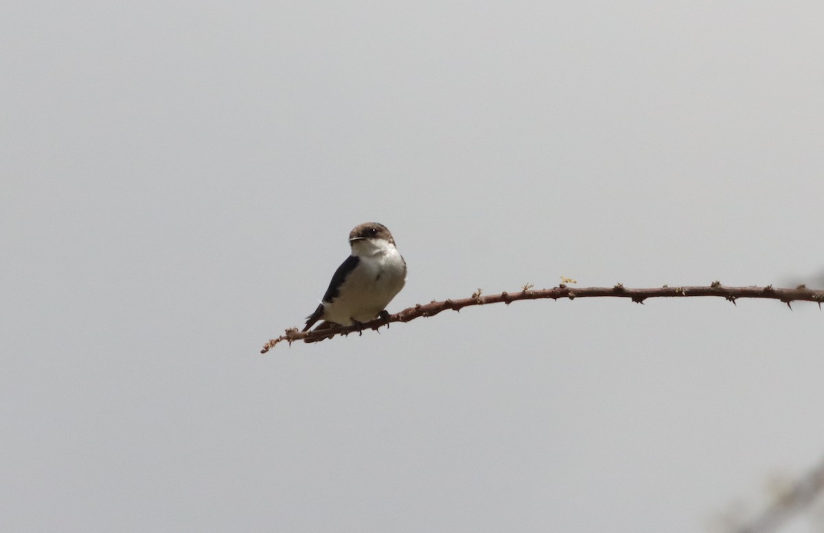 White-tailed Swallow - ML609912970
