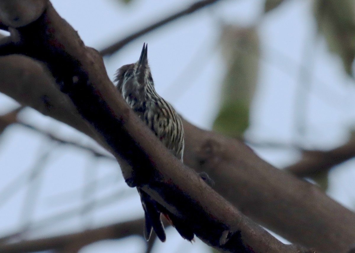 Abyssinian Woodpecker - ML609913143