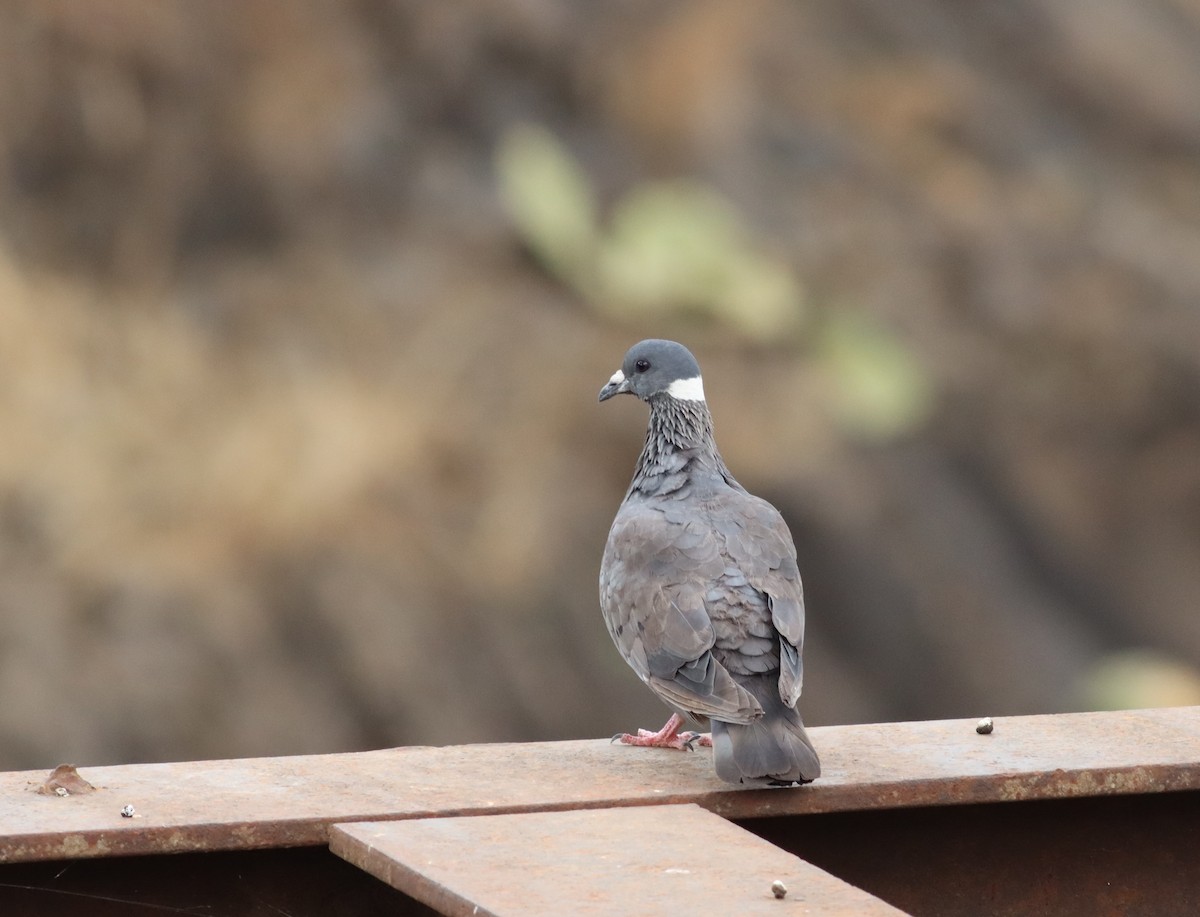 White-collared Pigeon - ML609913227