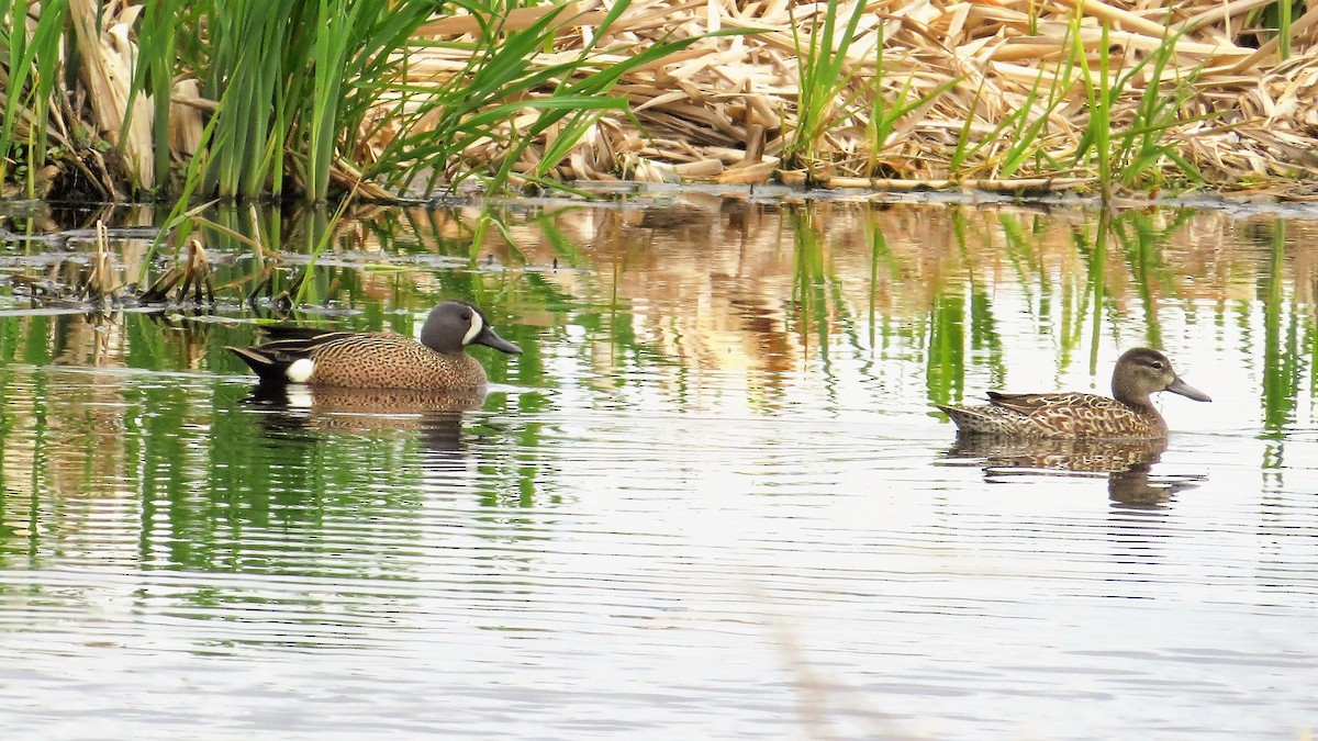 Blue-winged Teal - ML60991331