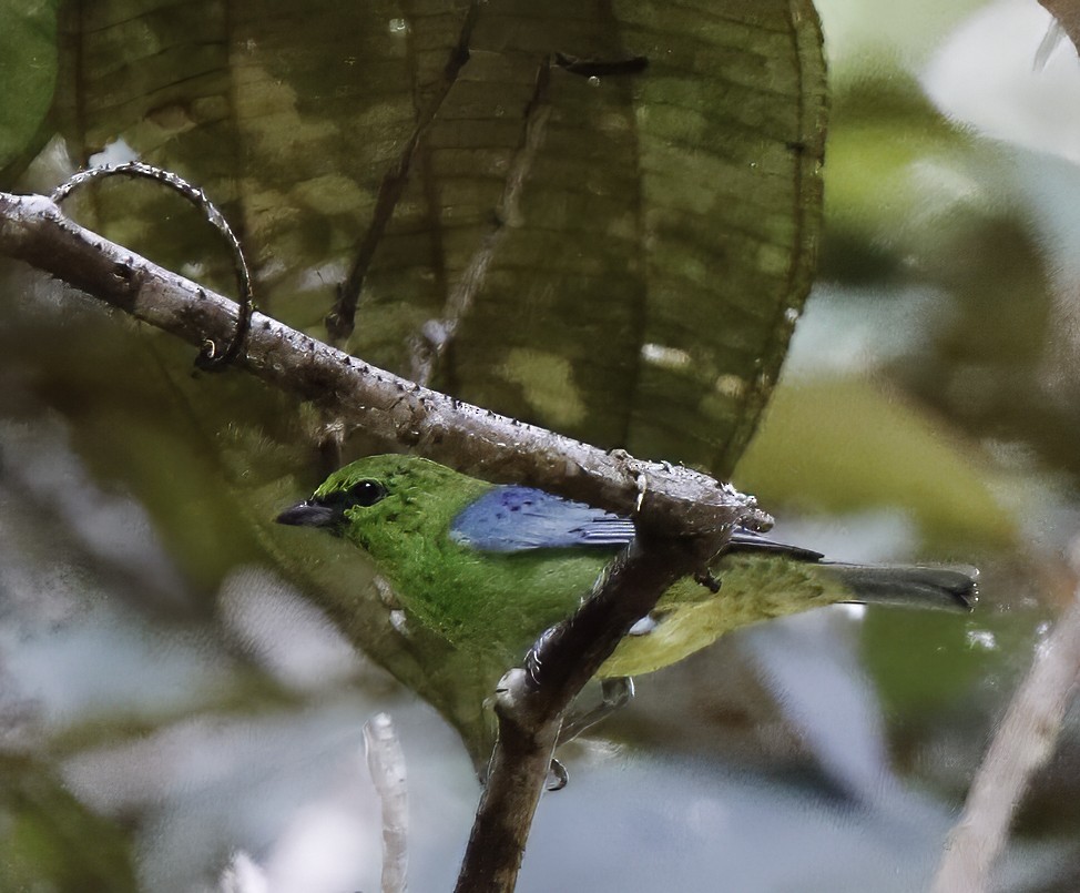 Dotted Tanager - ML609913617