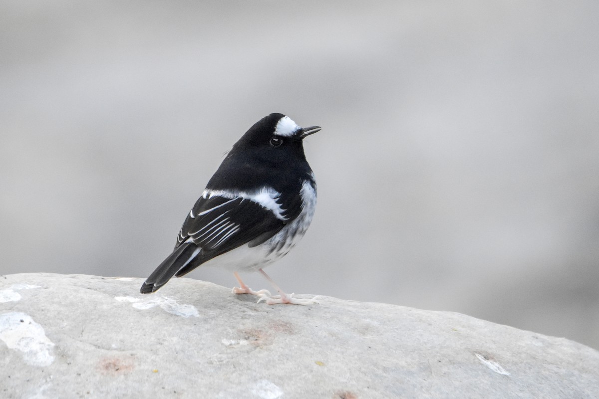 Little Forktail - Madhur Upadhyay