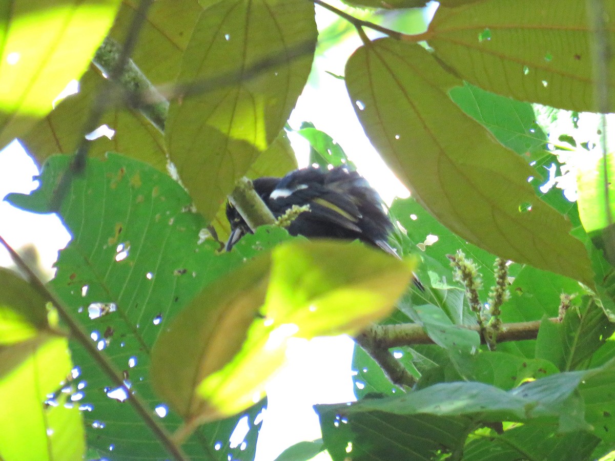 White-shouldered Tanager - ML609913925