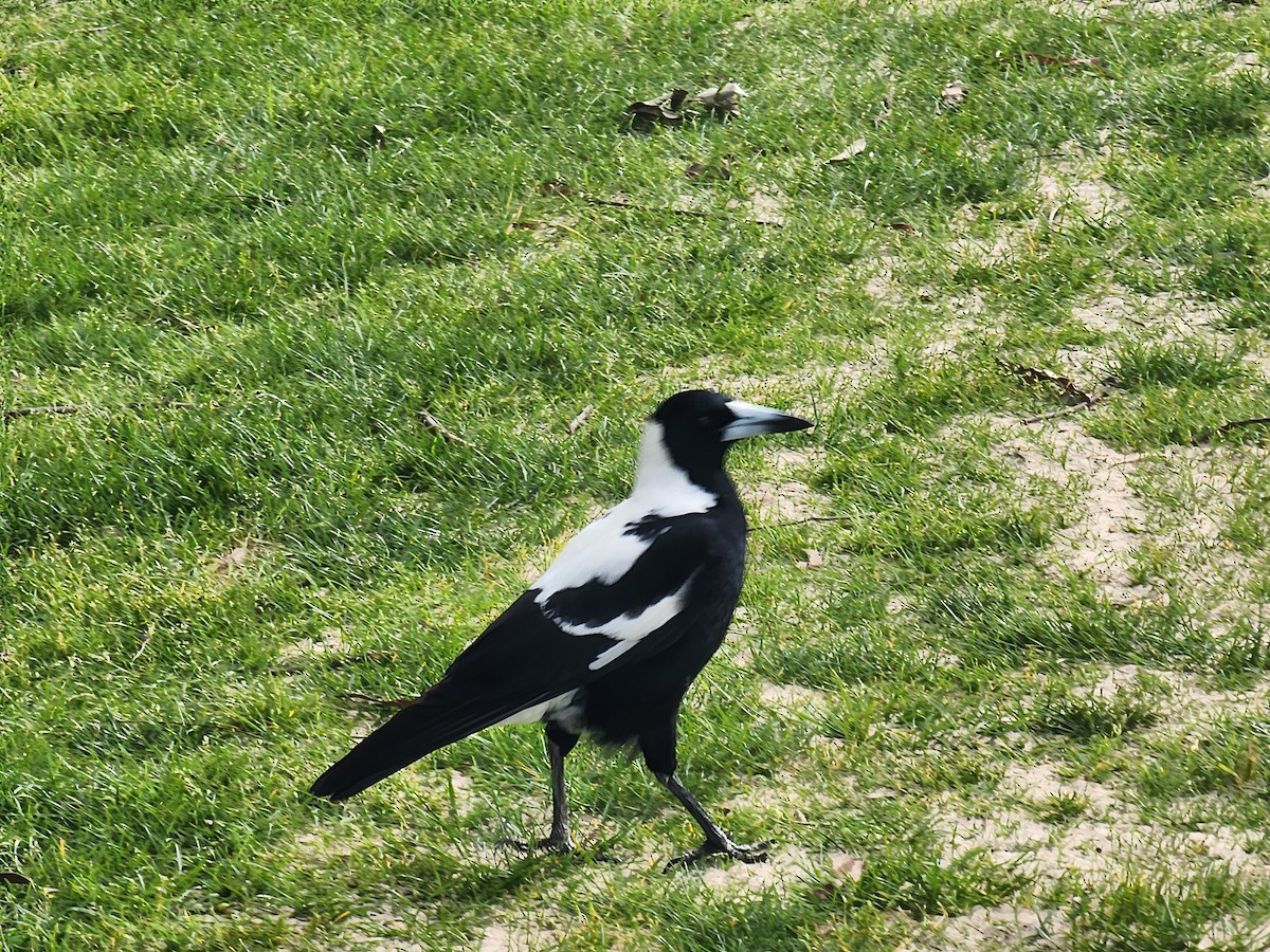 Australian Magpie (Black-backed x White-backed) - ML609914057