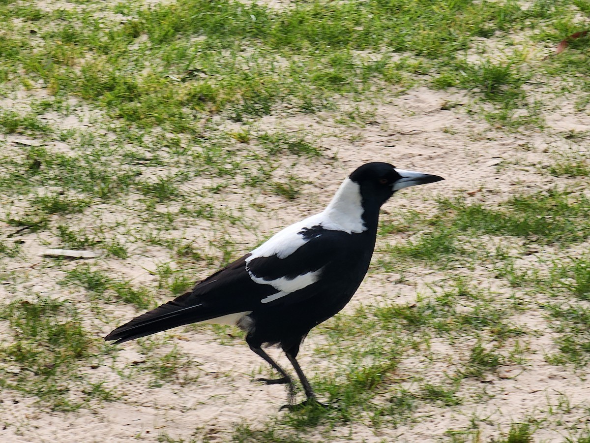 Australian Magpie (Black-backed x White-backed) - ML609914058