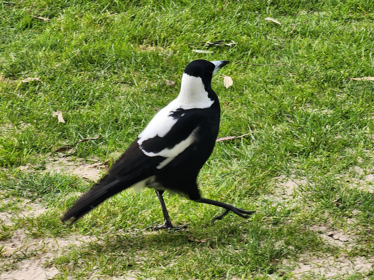 Australian Magpie (Black-backed x White-backed) - ML609914059