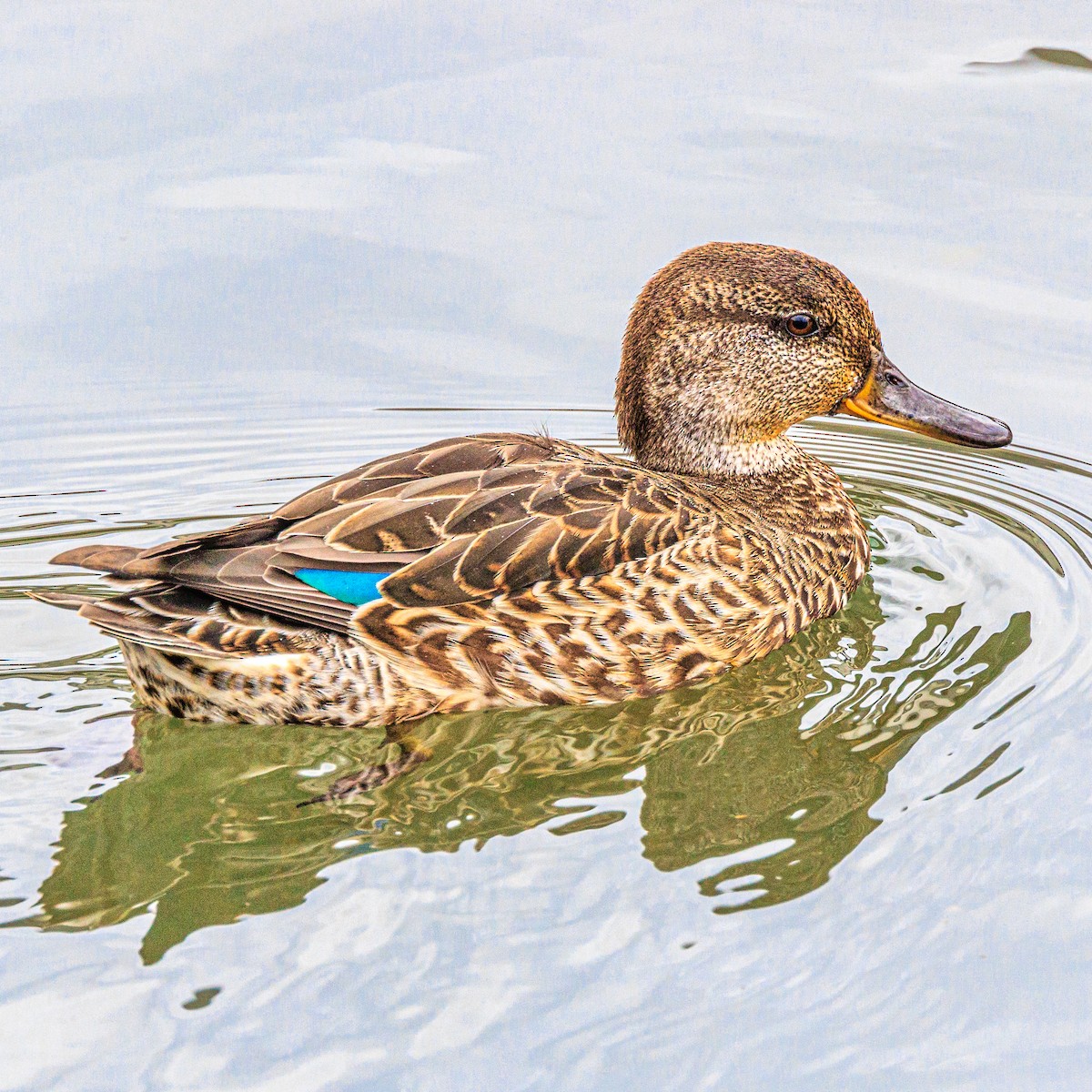 Green-winged Teal - ML609914176