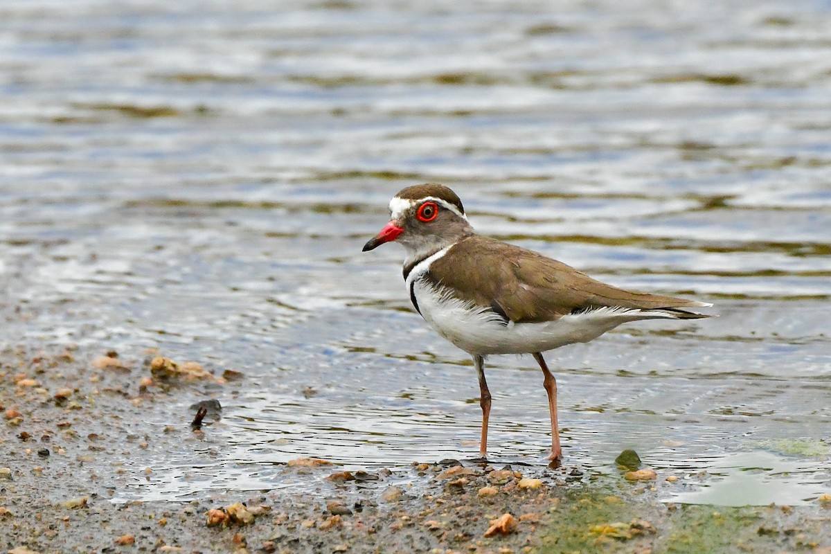 Three-banded Plover - ML609914189