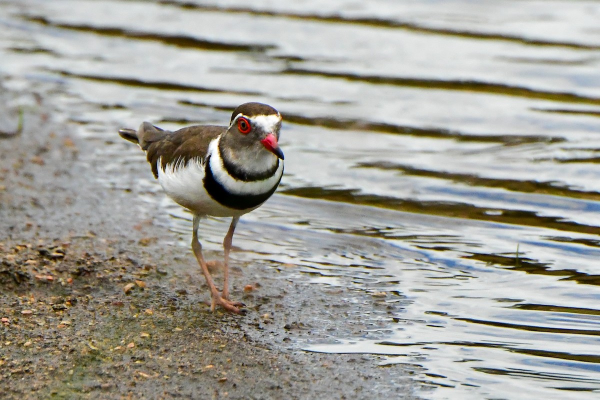 Three-banded Plover - ML609914190