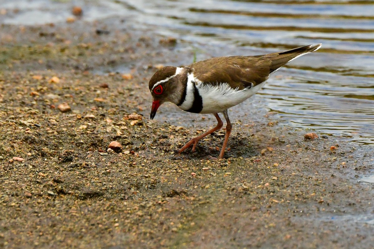 Three-banded Plover - ML609914191