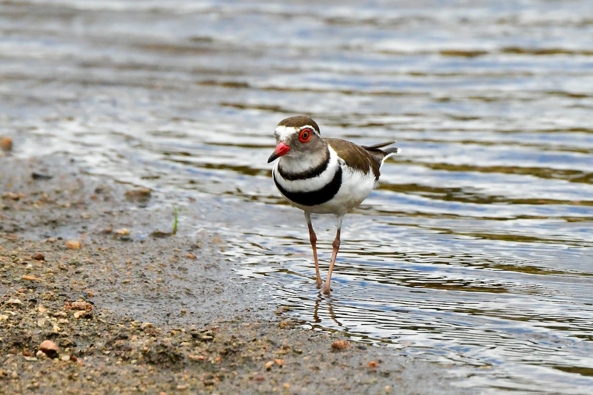 Three-banded Plover - ML609914192