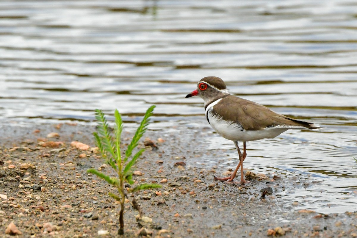 Three-banded Plover - ML609914193