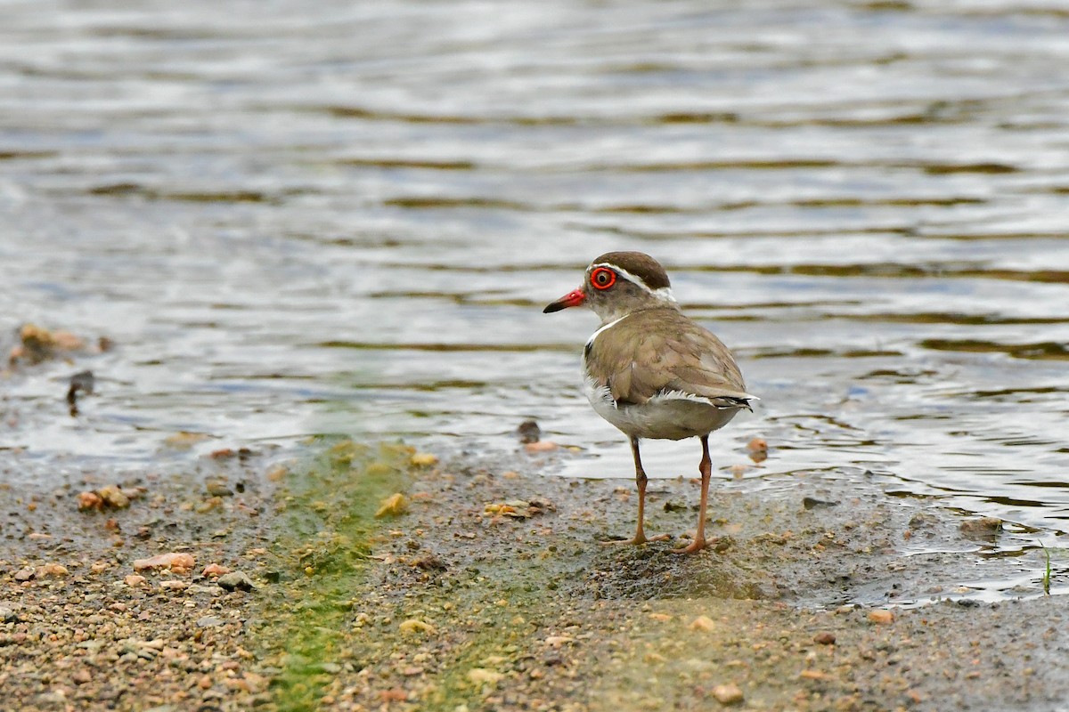 Three-banded Plover - ML609914194