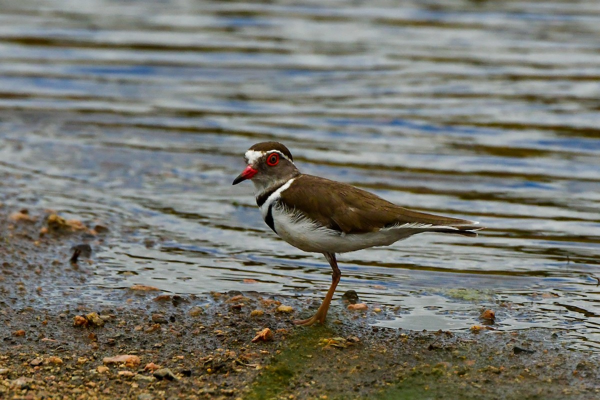Three-banded Plover - ML609914195