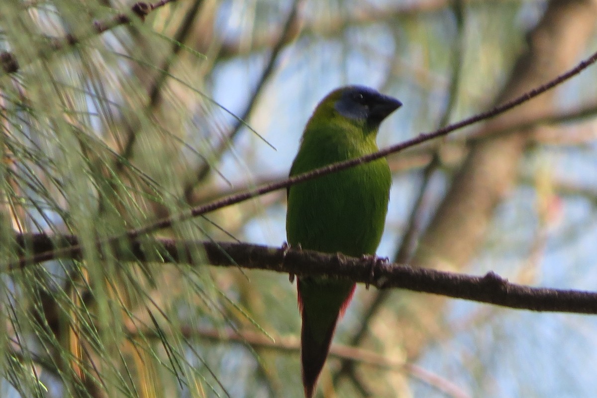 Blue-faced Parrotfinch - ML609914253