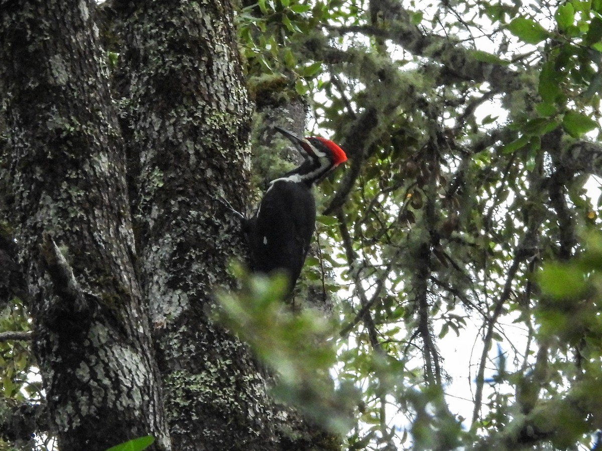 Pileated Woodpecker - ML609914495