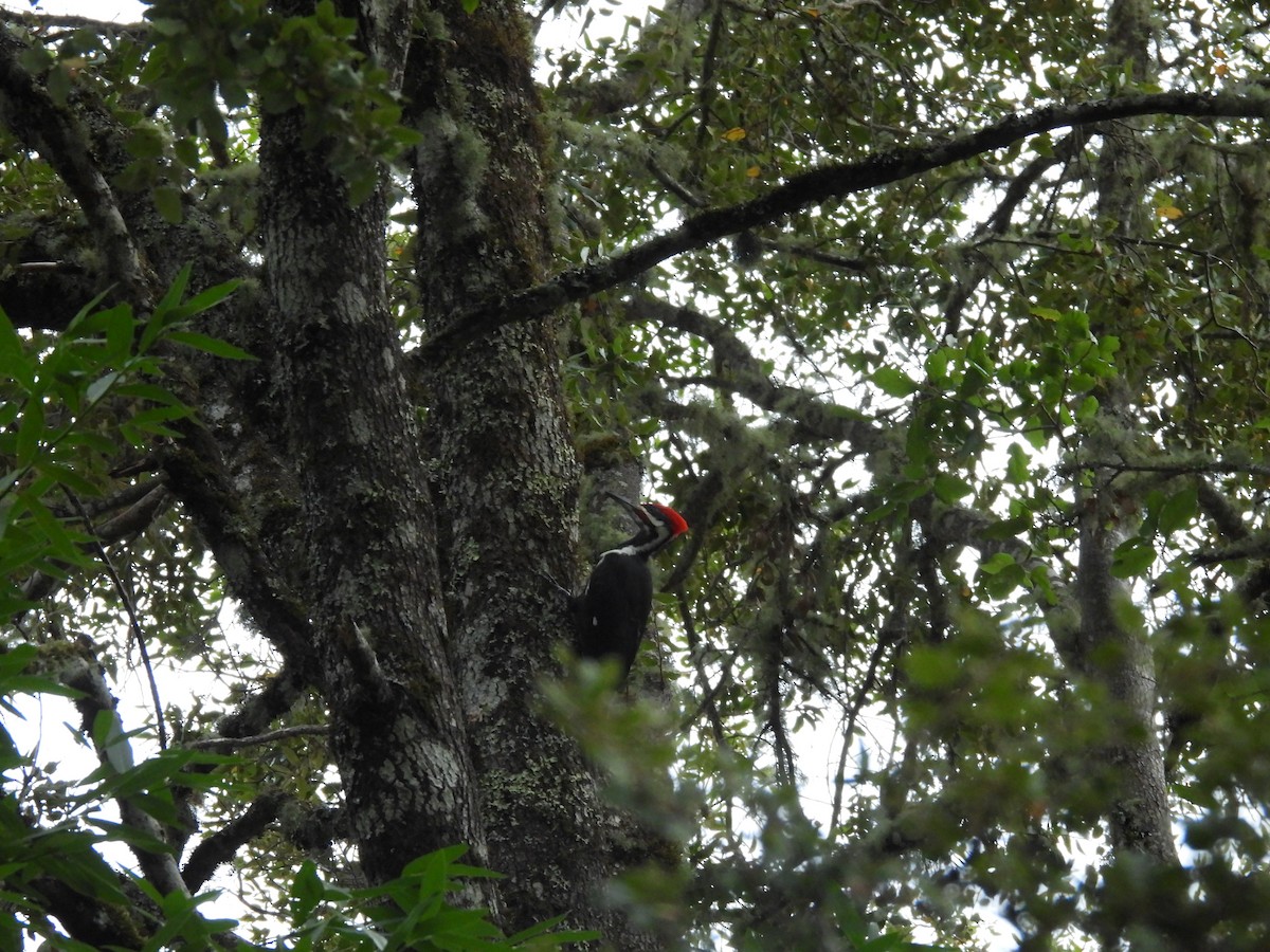 Pileated Woodpecker - ML609914496
