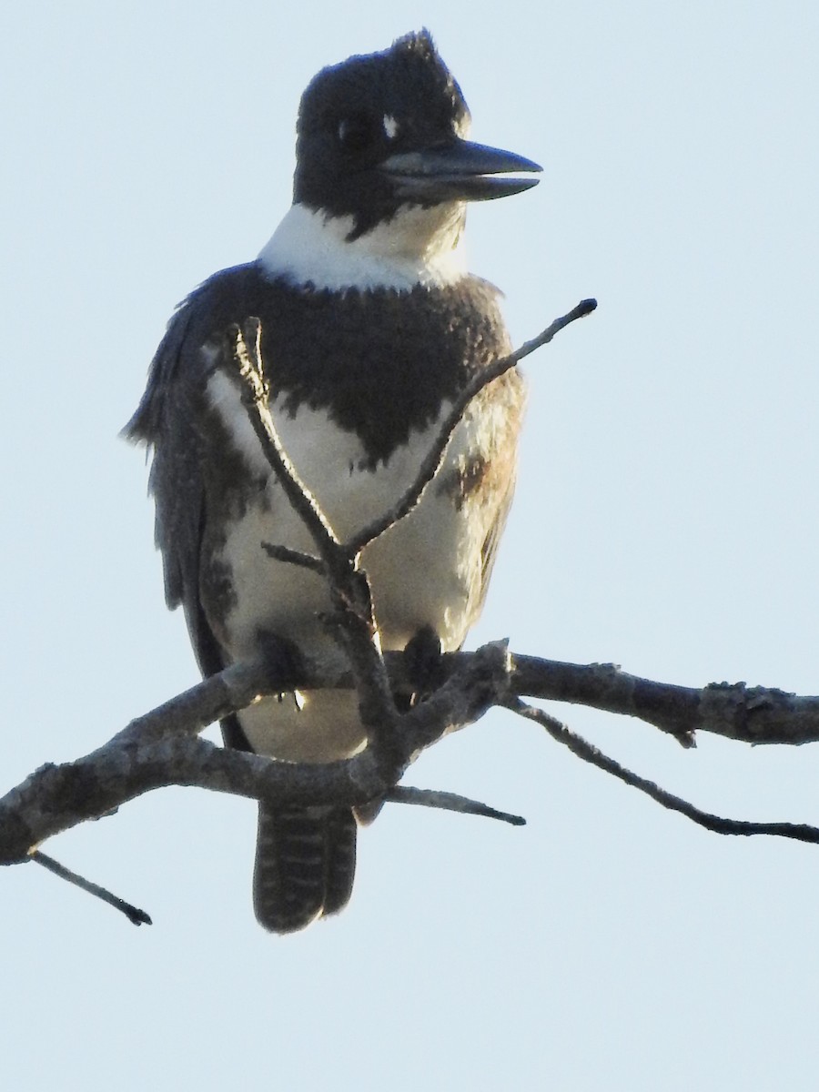 Belted Kingfisher - ML609915023