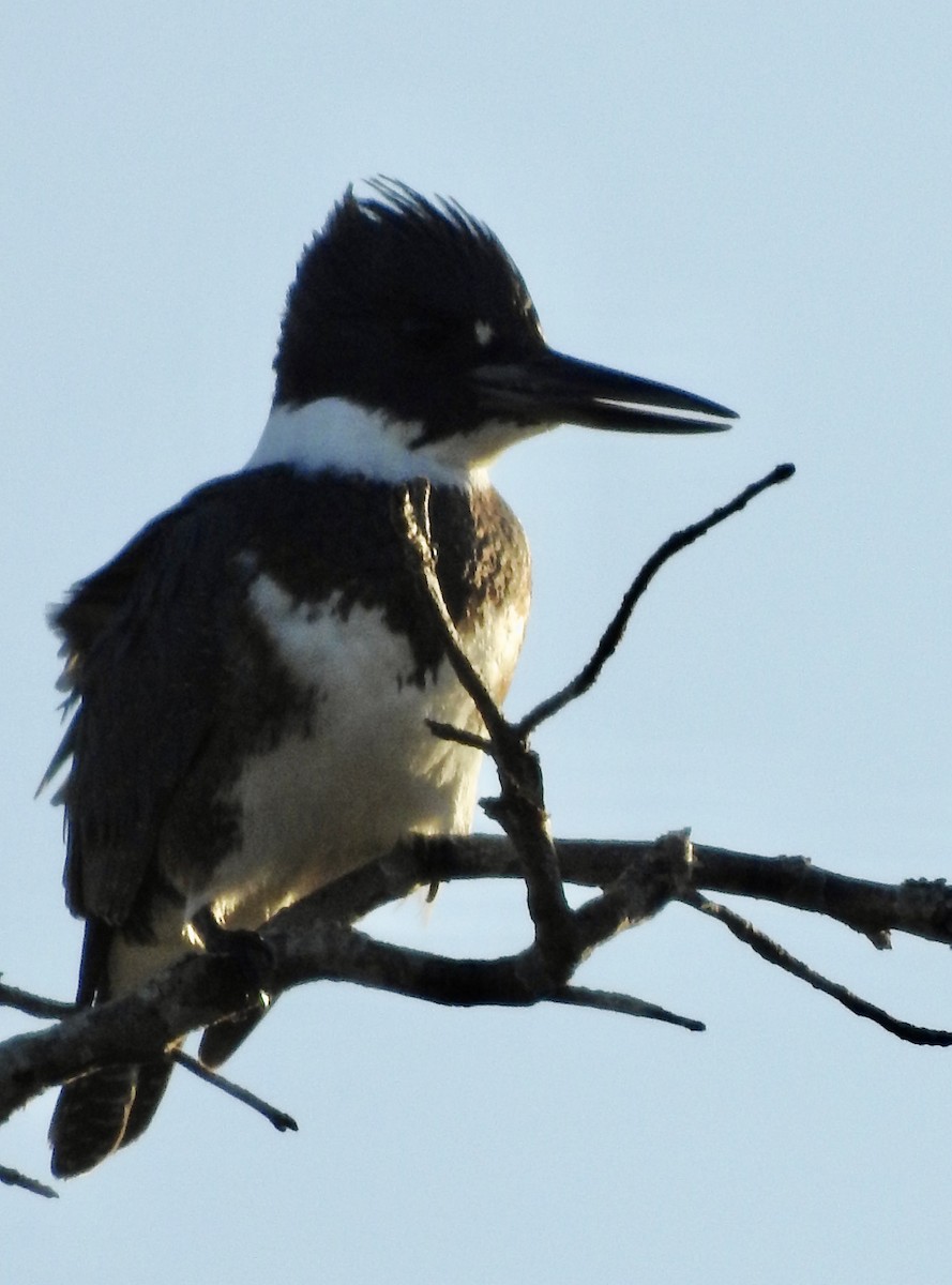 Belted Kingfisher - ML609915024