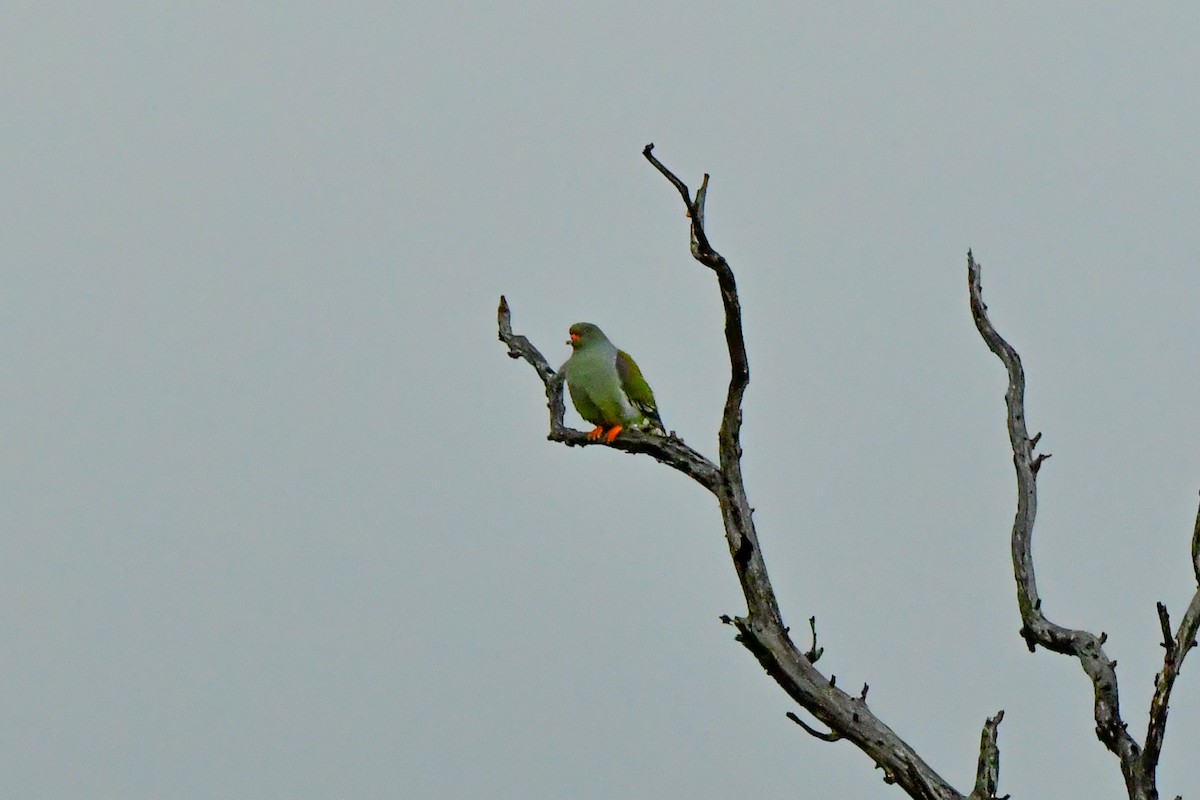 African Green-Pigeon - ML609915291