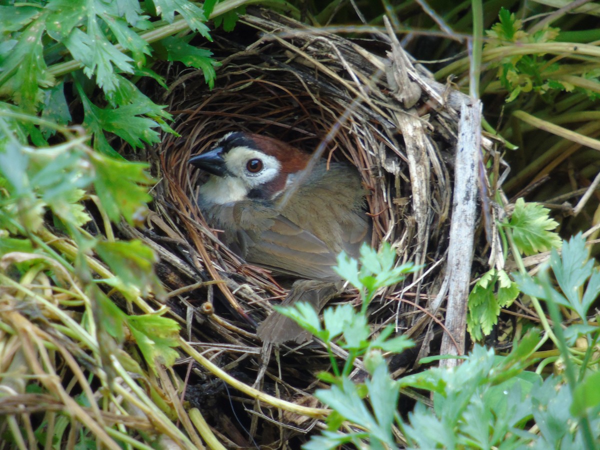 White-faced Ground-Sparrow - M. A. Noack