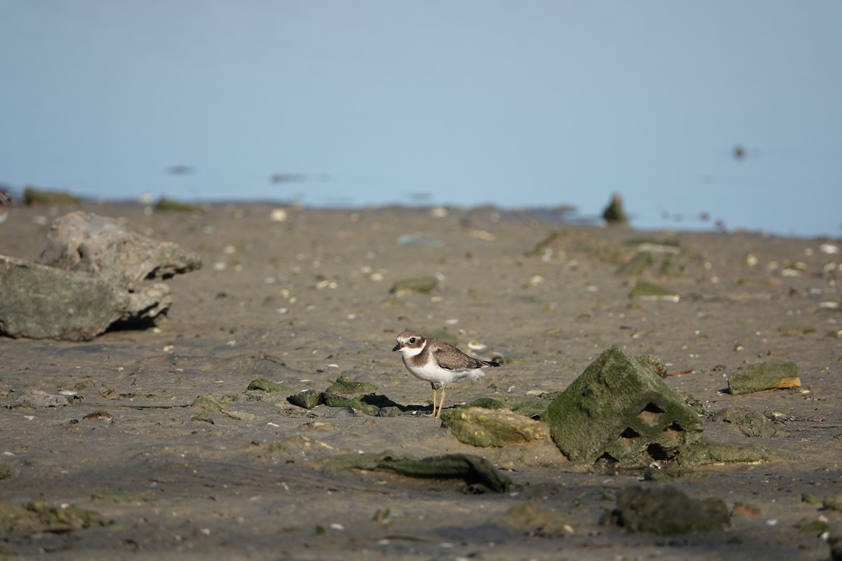 Common Ringed Plover - ML609915685